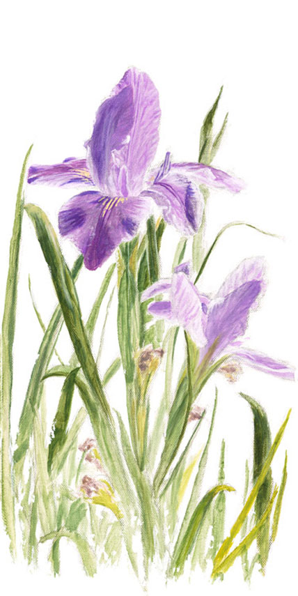 Phillip Anthony St. Augustine Iris (AP) (Gallery Wrapped)